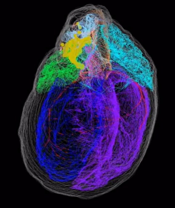 Сърцето съдържа клетки като тези на мозъка?