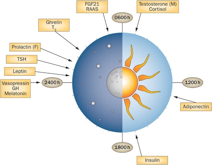 ХОРМОНАЛЕН ЧАСОВИ РЕЖИМ  в рамките на денонощието